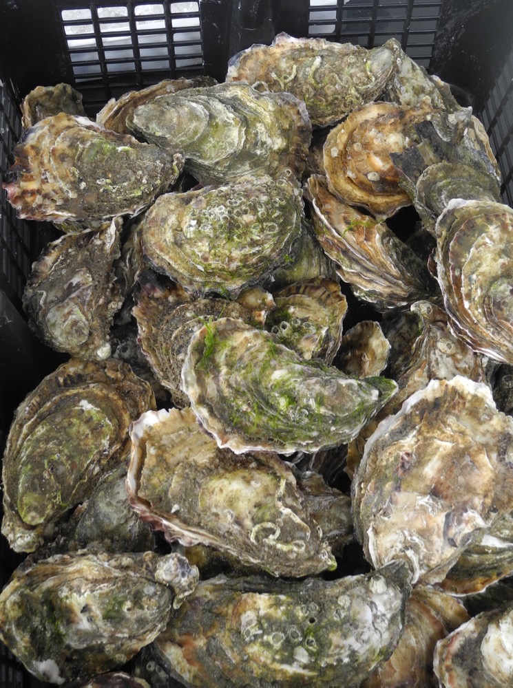 Oysters From Ireland's West Coast