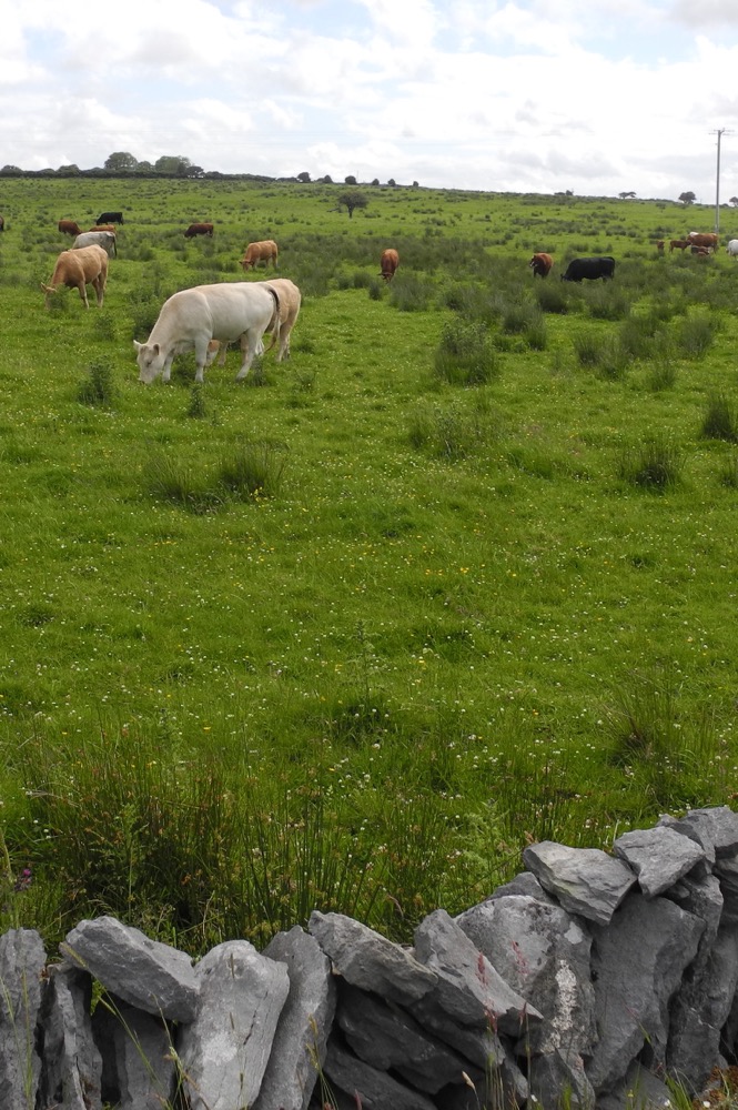 Cows Grazing In County Kerry