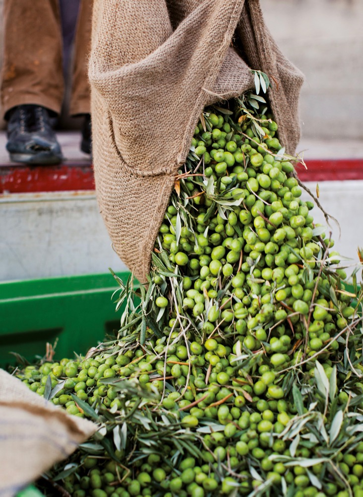 Harvesting Sicilian olives
